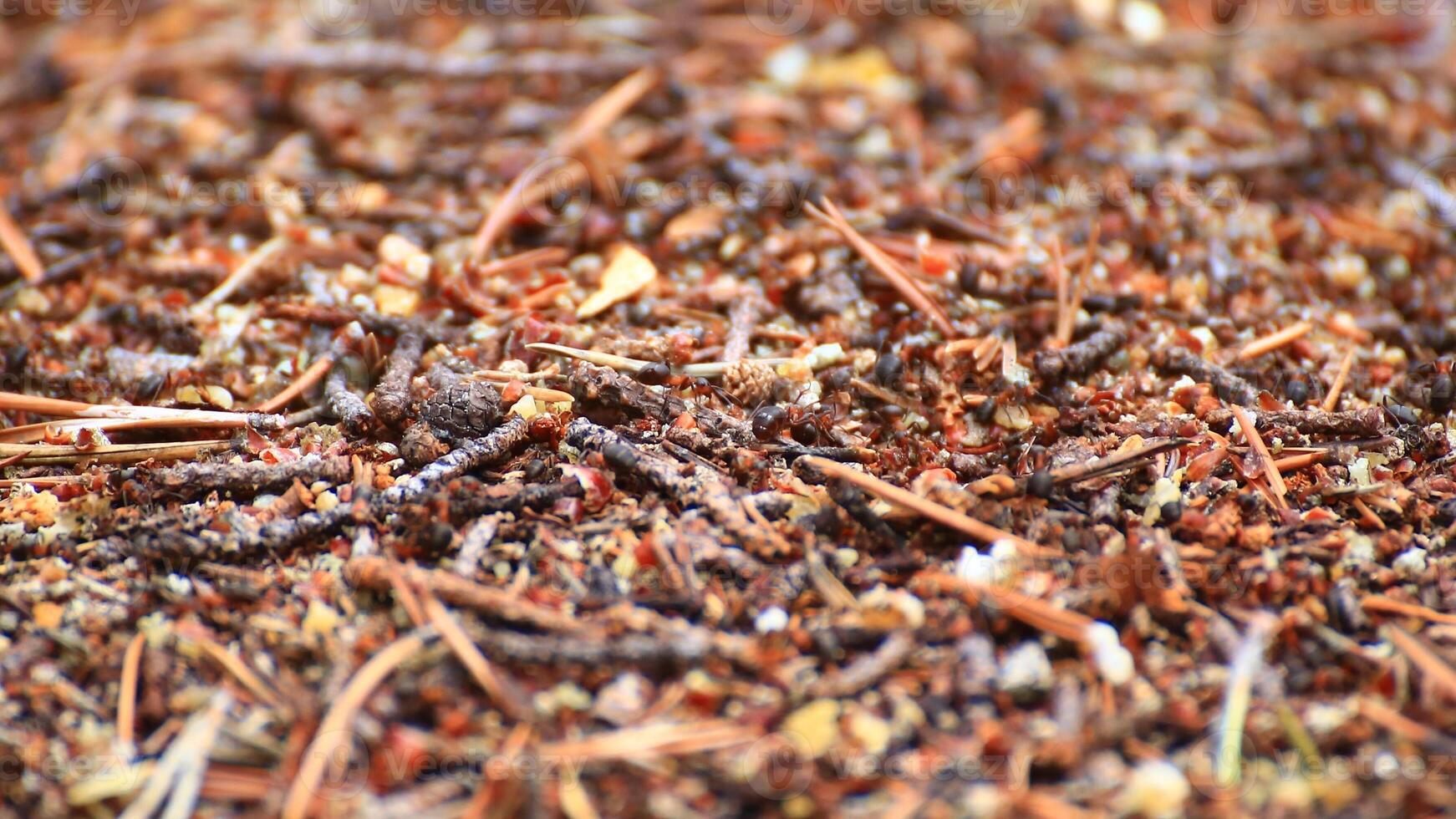 Macro shot of an anthill surface in the forest photo