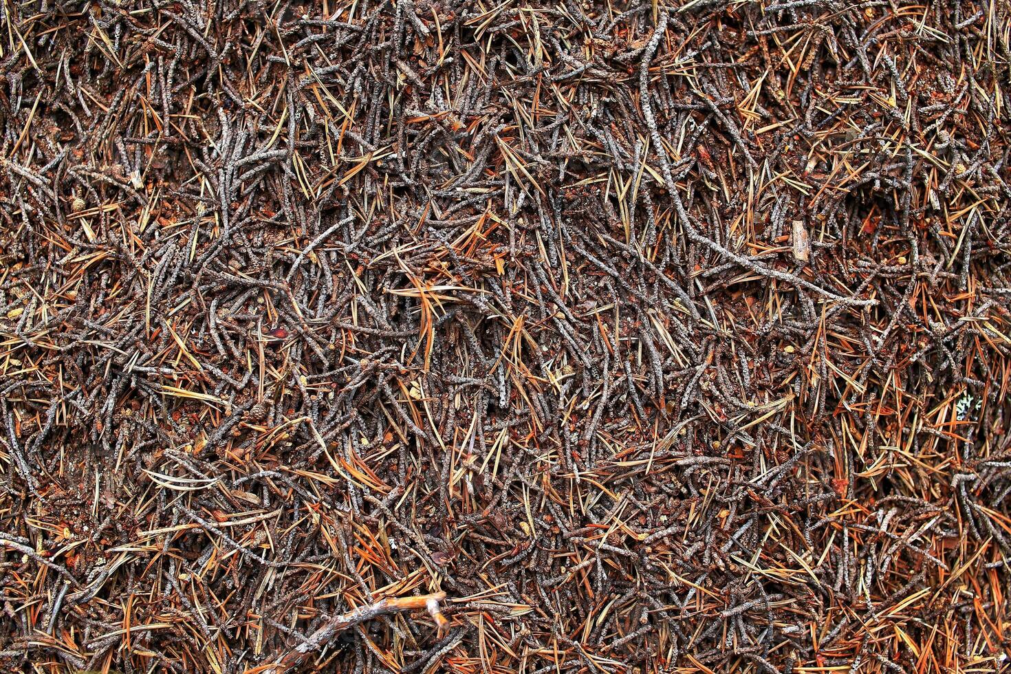 Detailed shot of an anthill surface in the forest photo