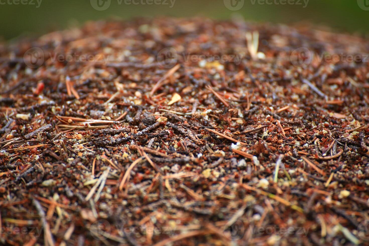 Macro shot of an anthill surface in the forest photo