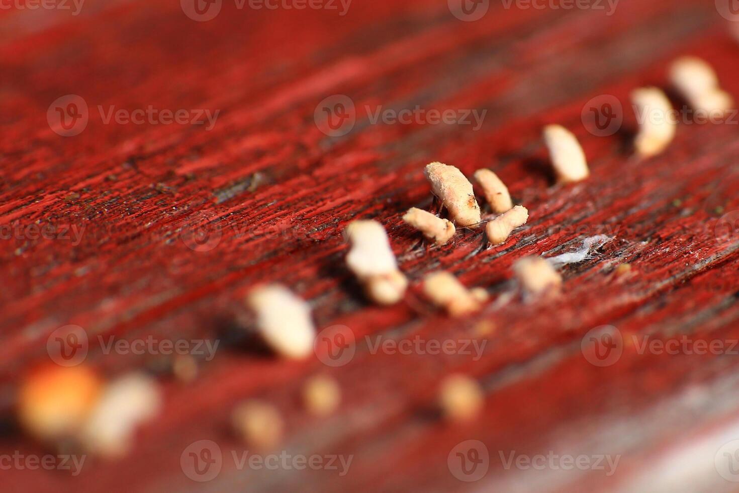 Extreme close up of tiny fungi growing on moist wood photo