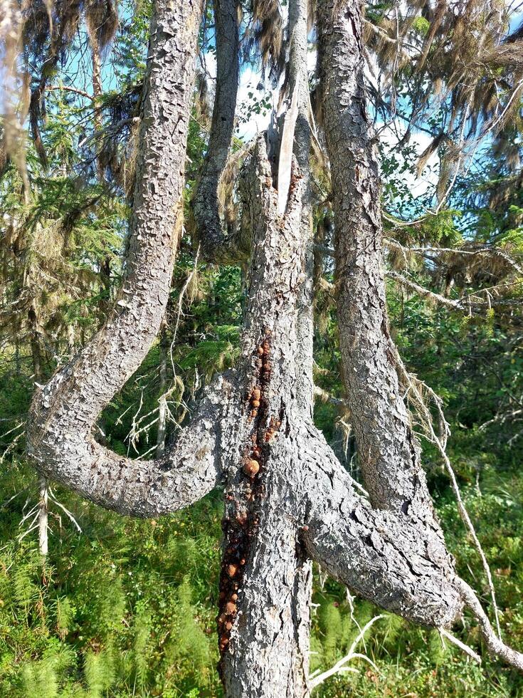 Multiple fractures led to this unique growth form of a spruce tree photo