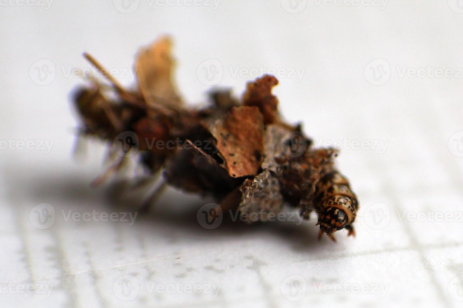 Larva of Sterrhopterix standfussi, a species of bagworm moths Psychidae in its case photo