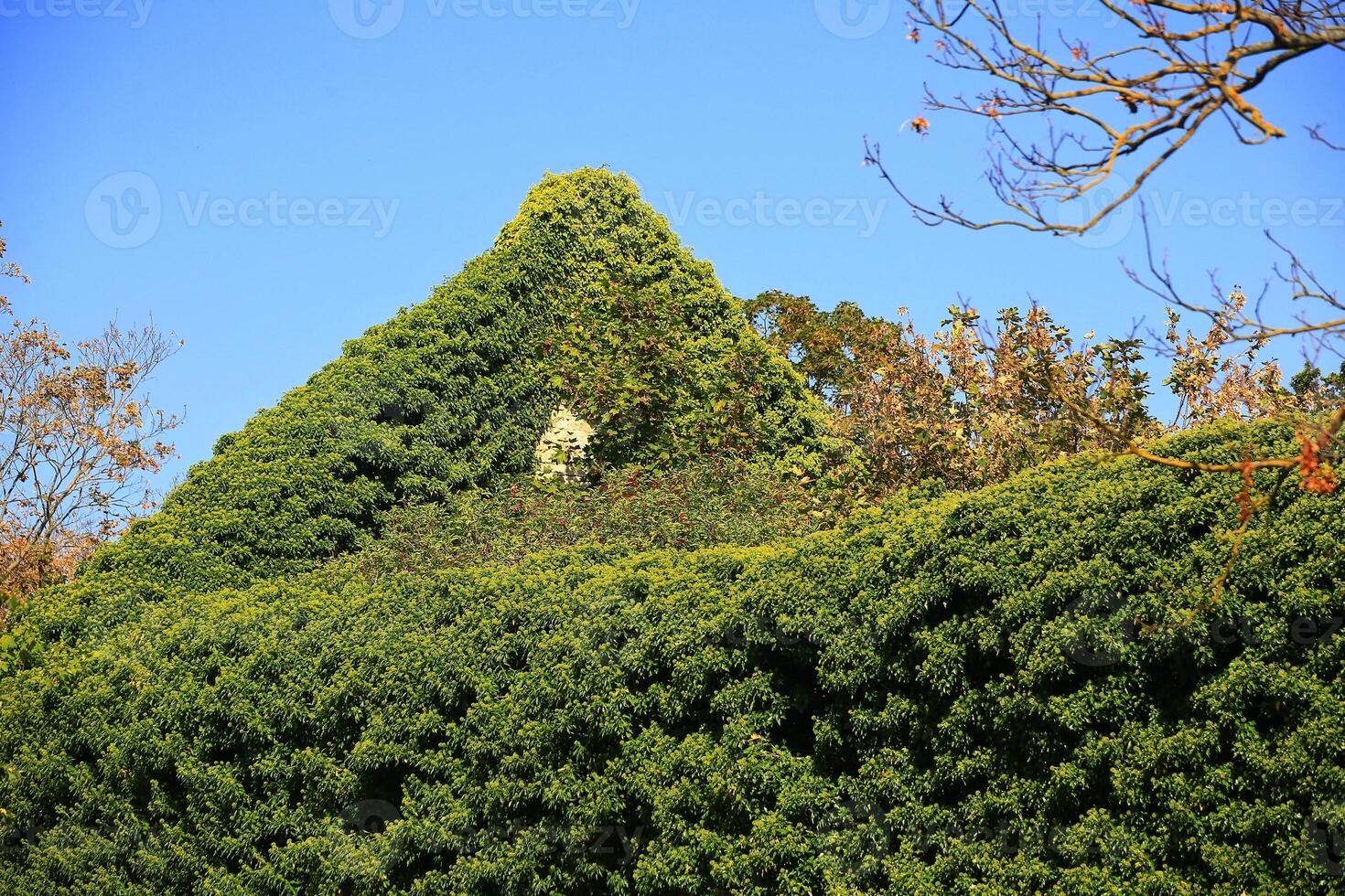Ruins of an old building, the ridge is overgrown by ivy photo