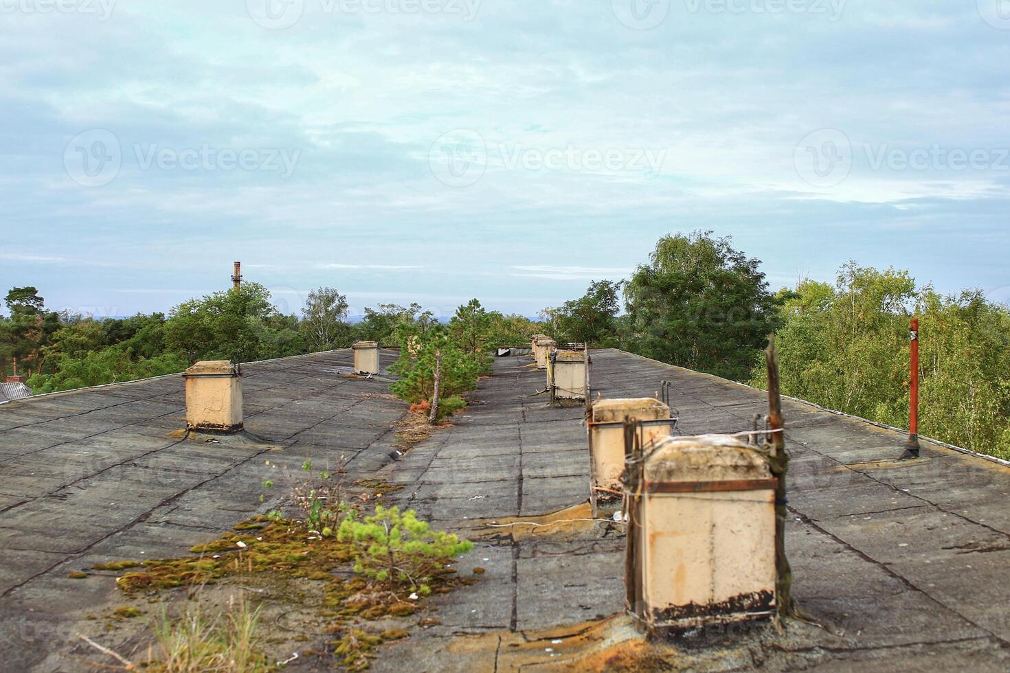 On the rooftop of an abandoned concrete building with trees growing through photo