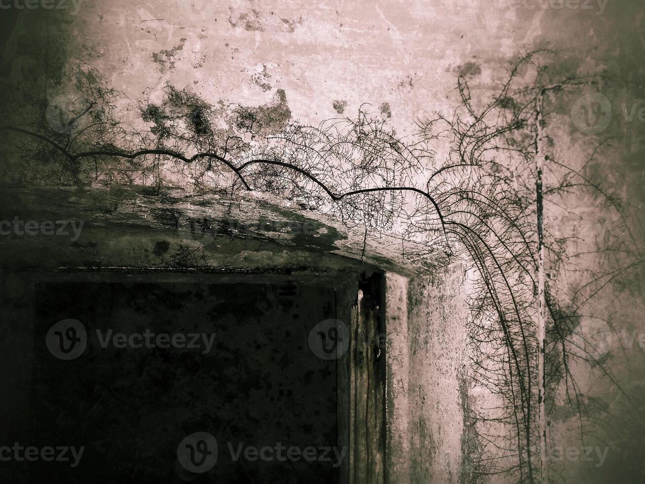 Grungy shot of roots growing on basement walls photo