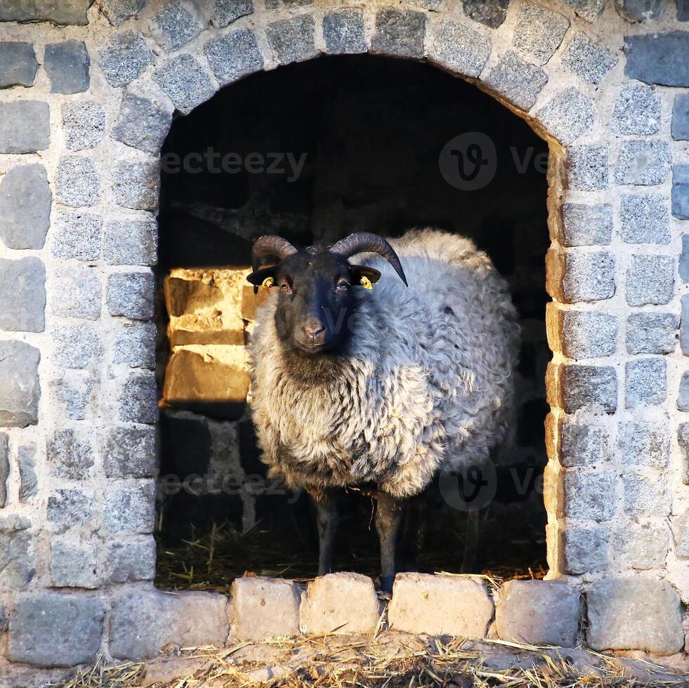 Domestic sheep Ovis aries - a ram standing in entrance of a stone building photo
