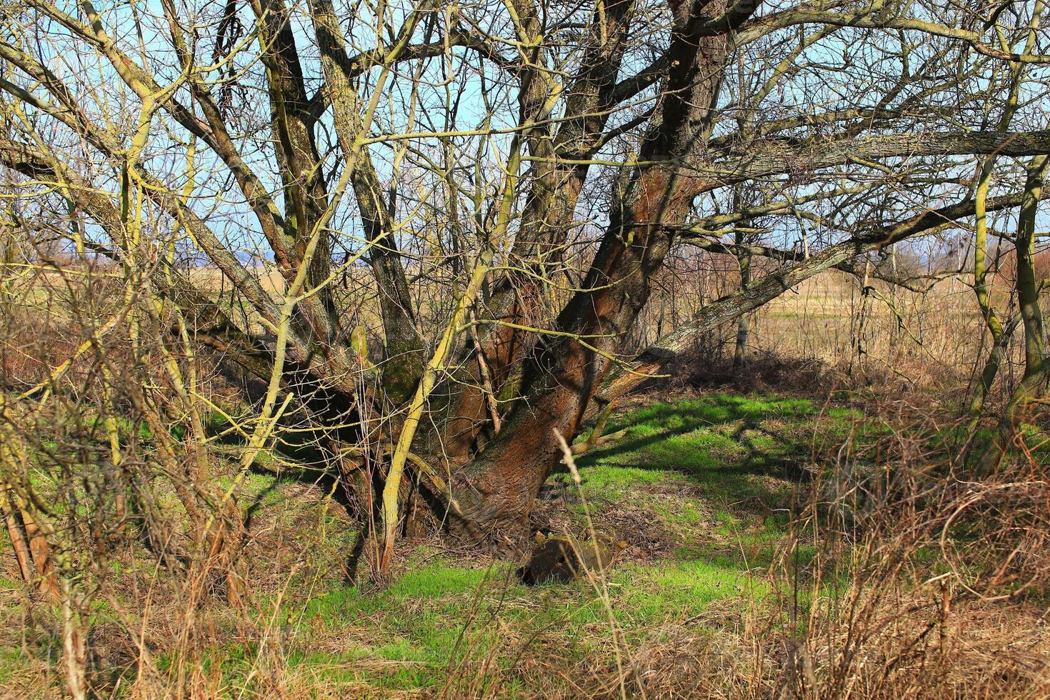 Bare tree in spring, with fresh grass growing all around photo