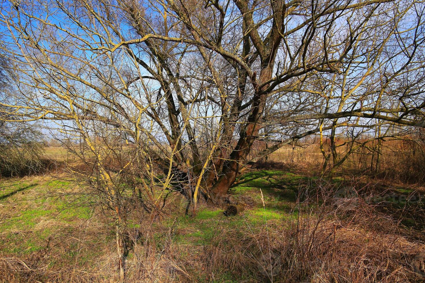 Bare tree in spring, with fresh grass growing all around photo