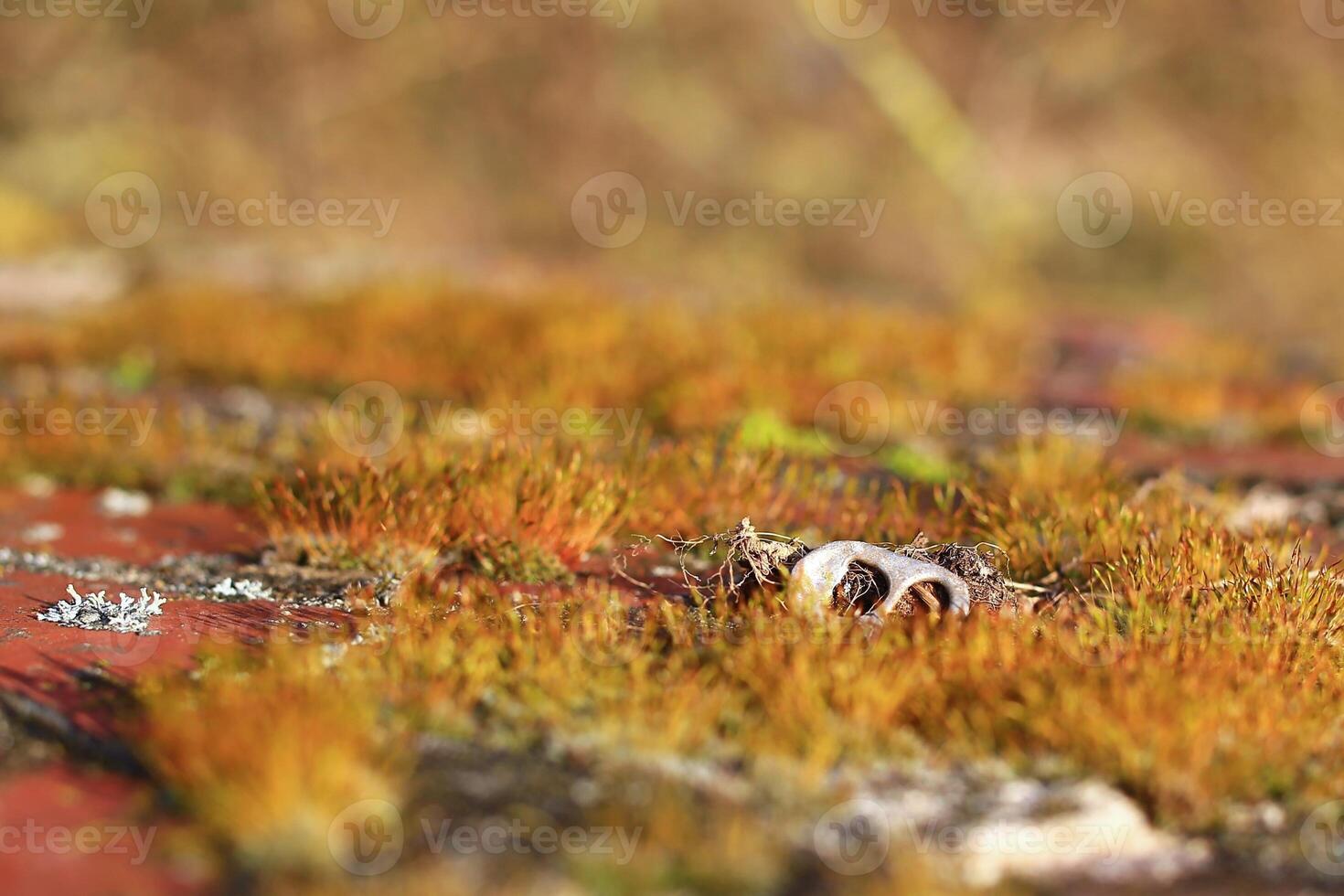 Close up of moss in sunlight with a single tab of a tin can photo