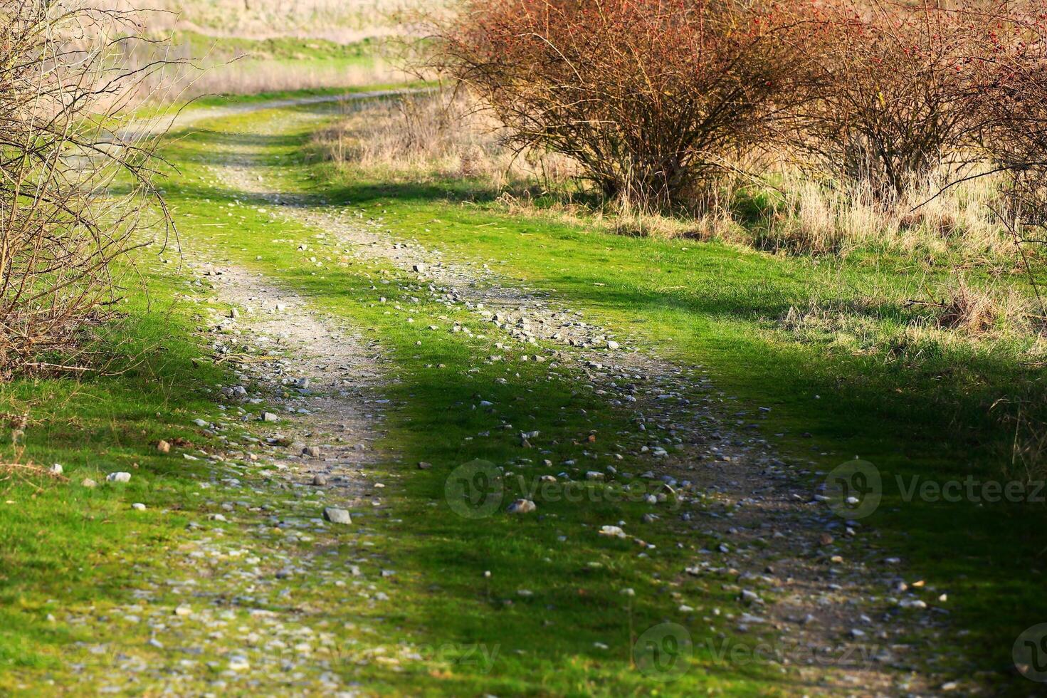 Fresh and green gravel road with shadows from shrubs photo