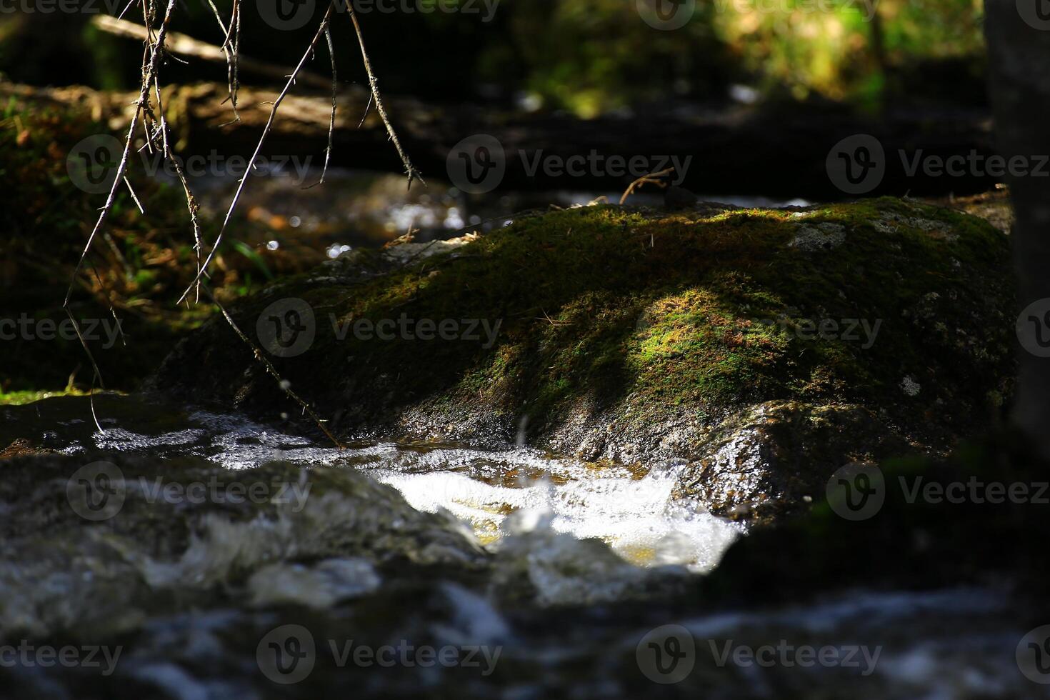 Close-up of Stream - Sunlit mossy rock and flowing water in a peaceful forest setting photo