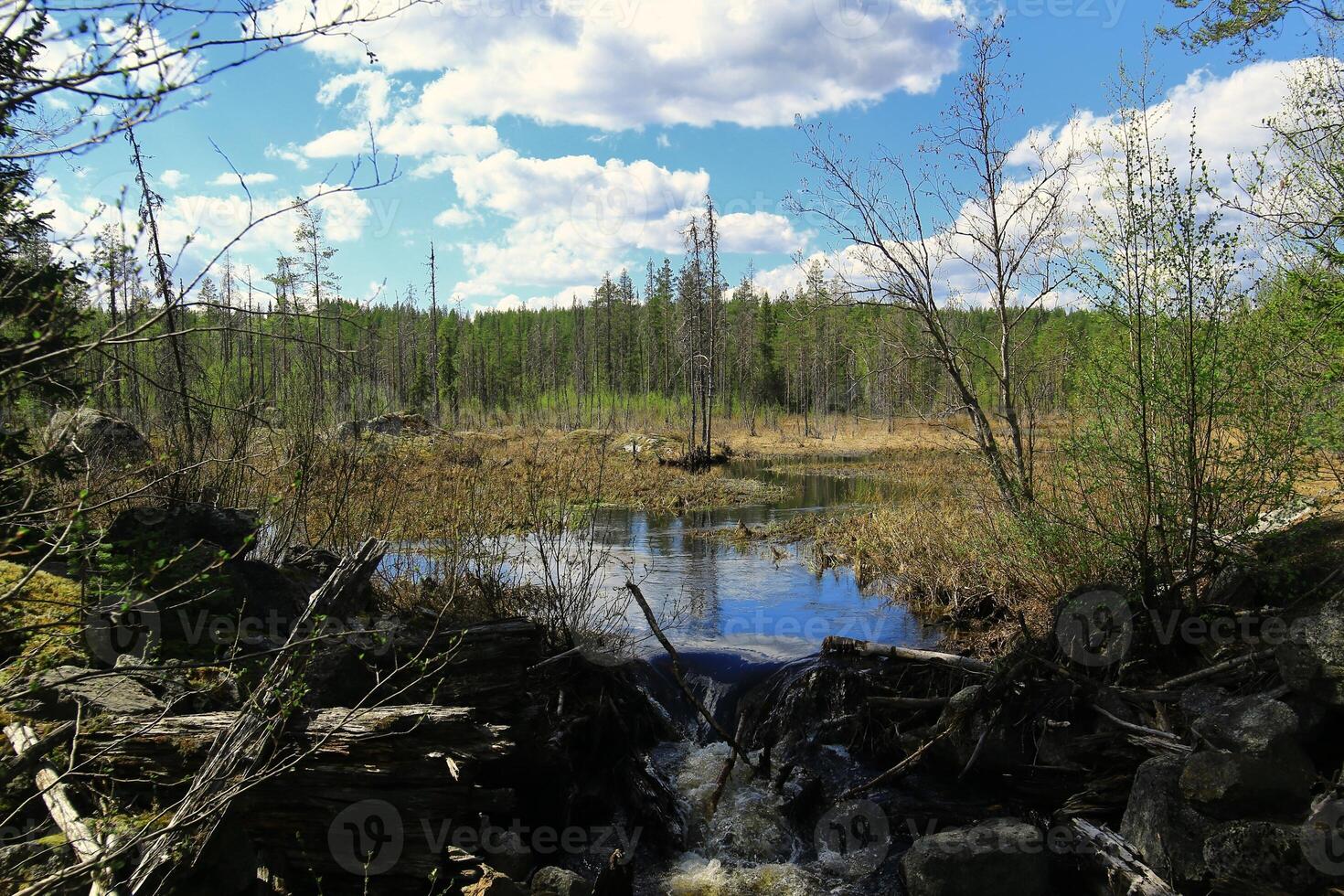 Forest stream cascade - Serene view of a forest stream in Bjornlandets national park, Sweden photo