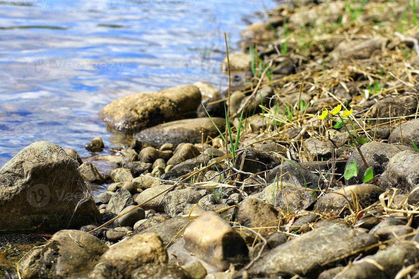 Rocky shoreline with marsh-marigold Caltha palustris and clear water in a serene natural environment photo
