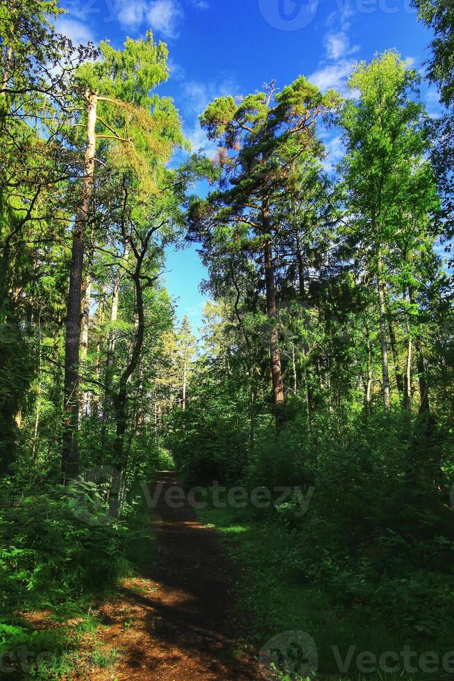 Forest path with tall green trees and bright blue sky on a sunny day photo
