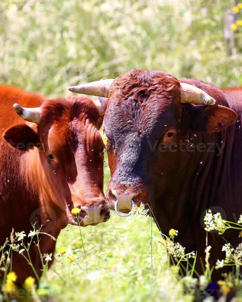 Cow and bull face to face in green field with flowers photo