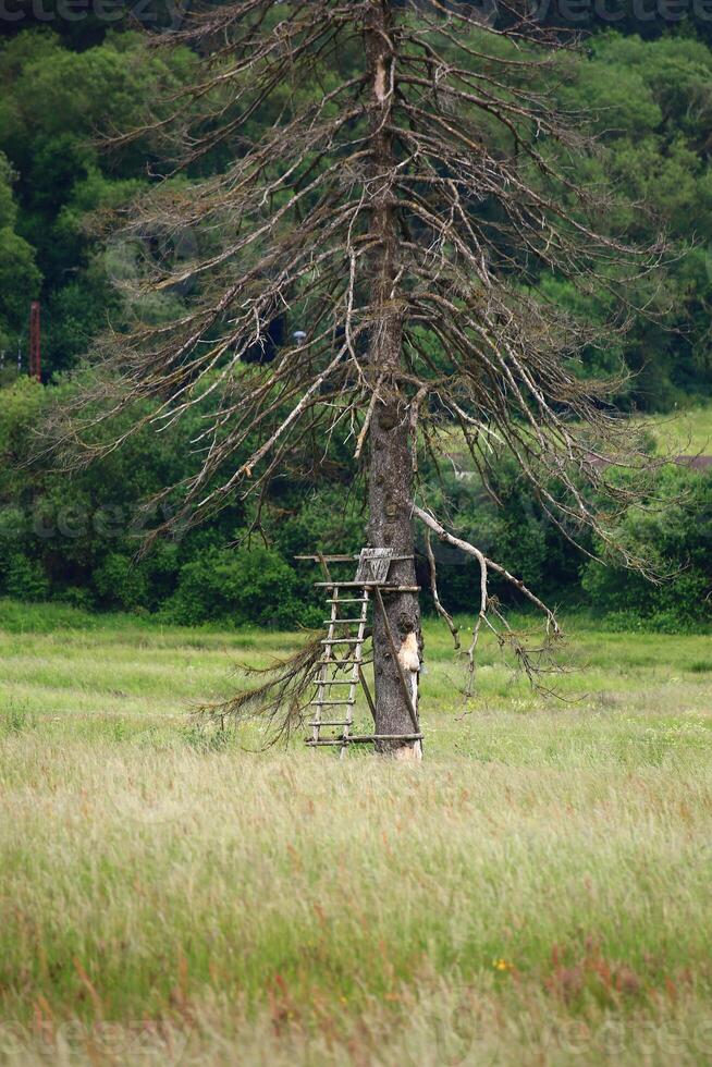 Dead spruce tree with wooden ladder in a grassy field against a backdrop of greenery photo
