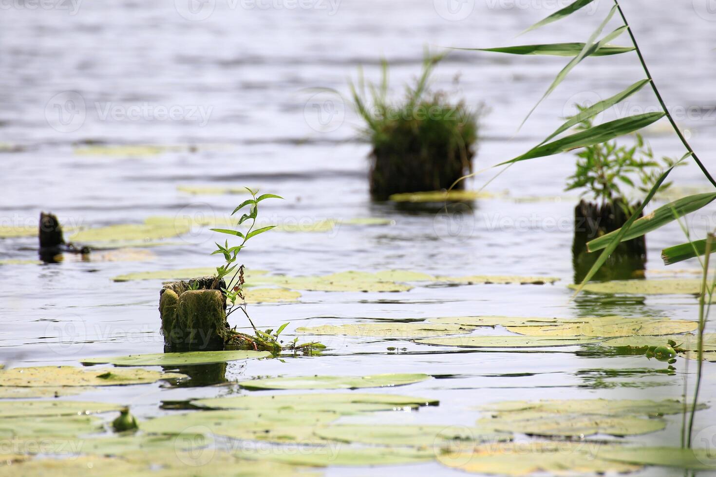 Tree stumps and plants reflected in calm water with lily pads and reeds photo