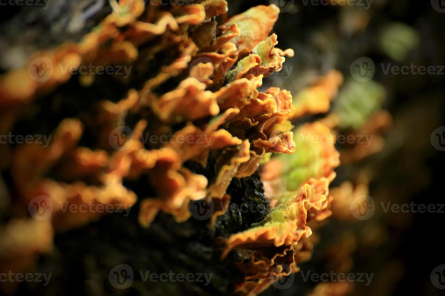 Stereum hirsutum fungus close-up showing detailed orange textures and moss layer photo