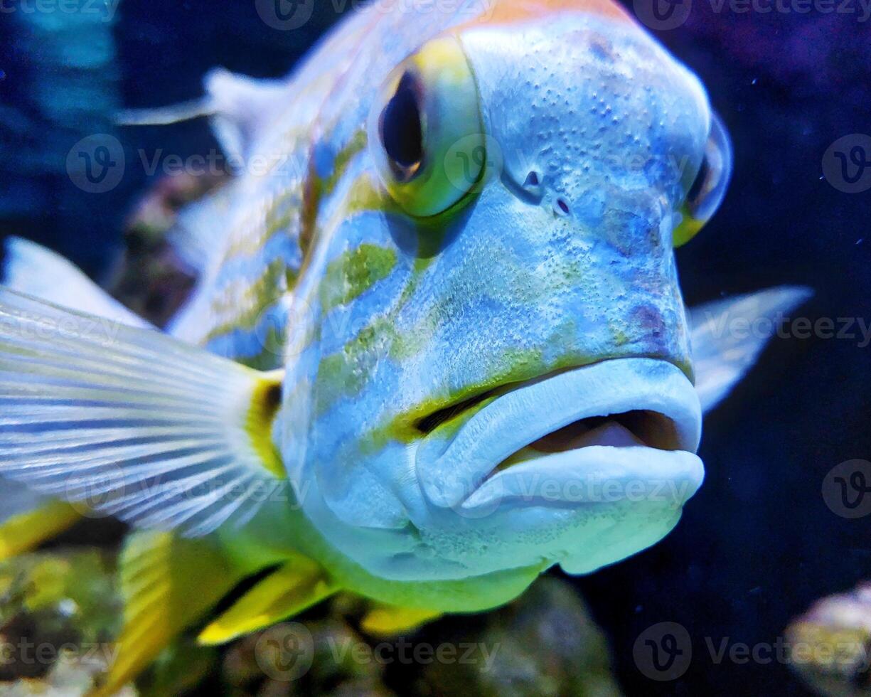 Sailfin snapper Symphorichthys spilurus close-up in a vibrant underwater environment photo
