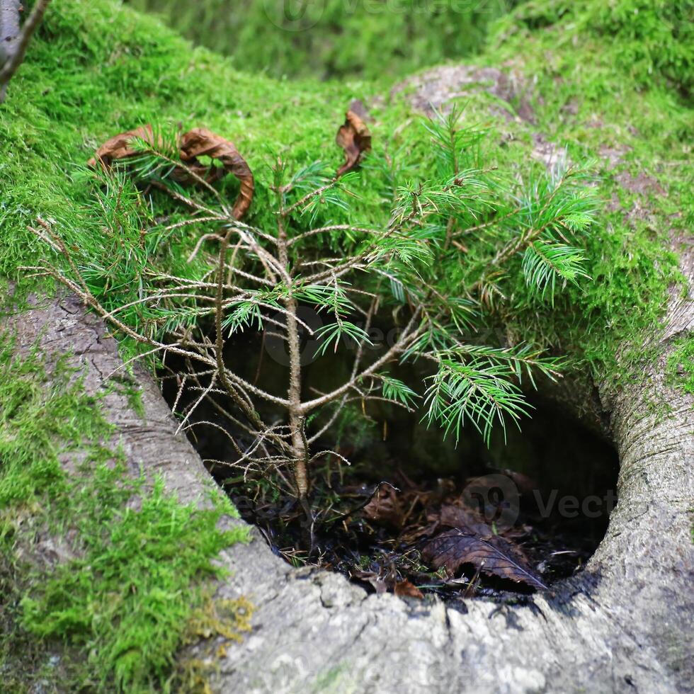 Small pine sapling growing within moss-covered tree hollow in a lush forest environment photo