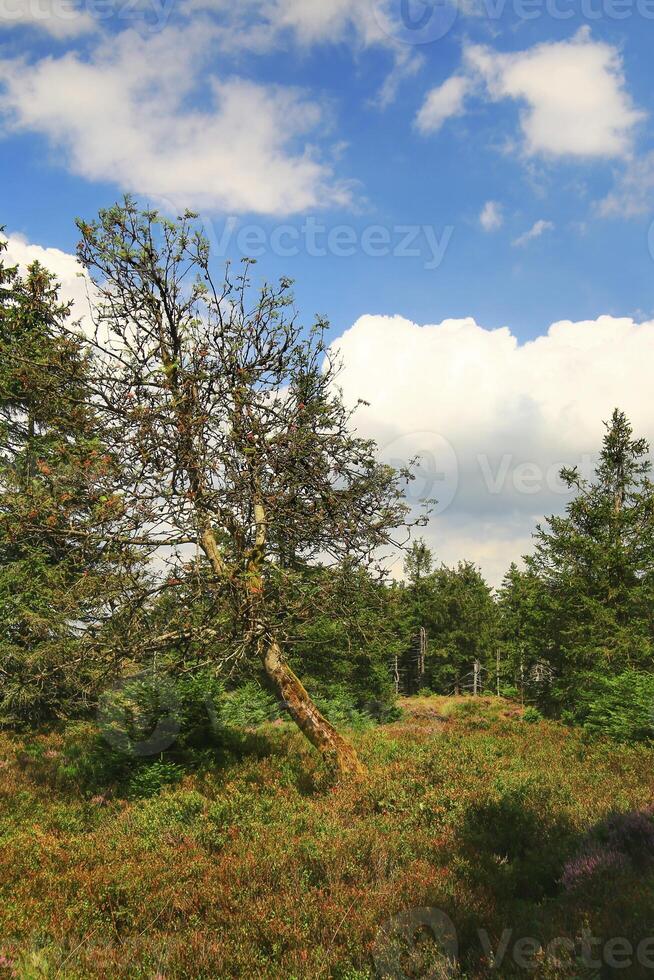 Rowan tree Sorbus aucuparia in bog at the Grosser Beerberg in Thuringia photo
