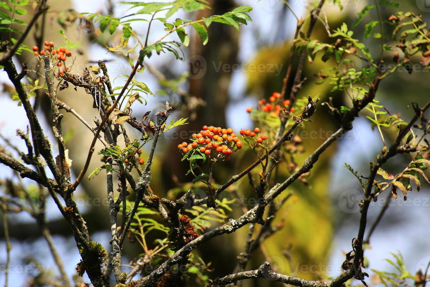 Orange rowan berries on branches surrounded by green leaves with sunlight filtering through trees photo