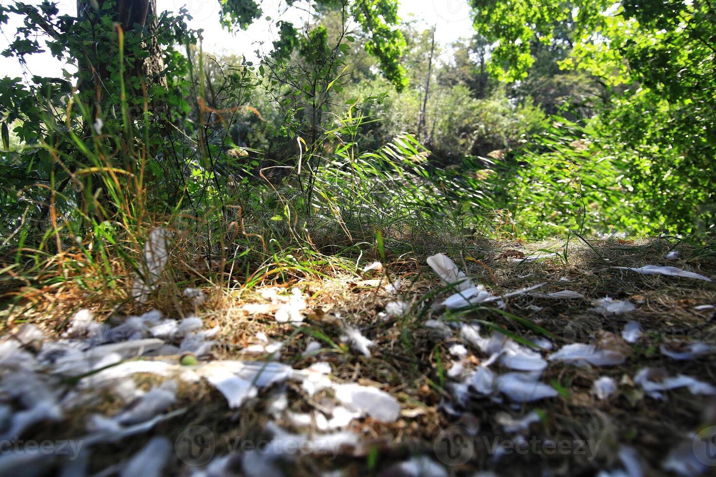 Riverside nature with trees, feathers on the ground, and peaceful greenery photo