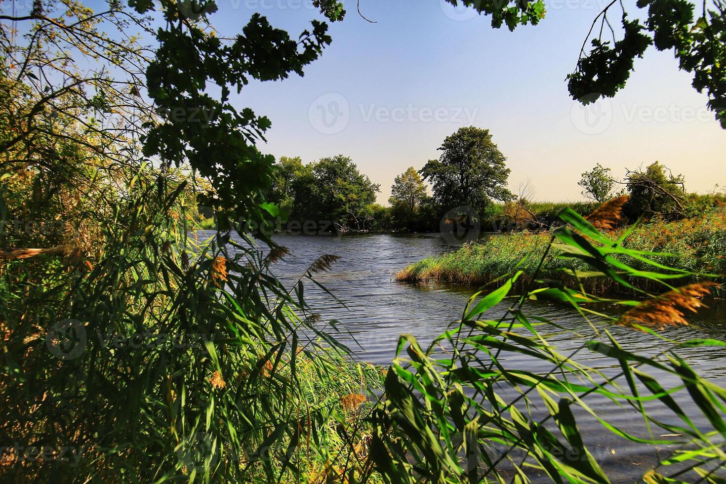 Lush green reeds framing riverbank, trees and water in summer light in Germany photo