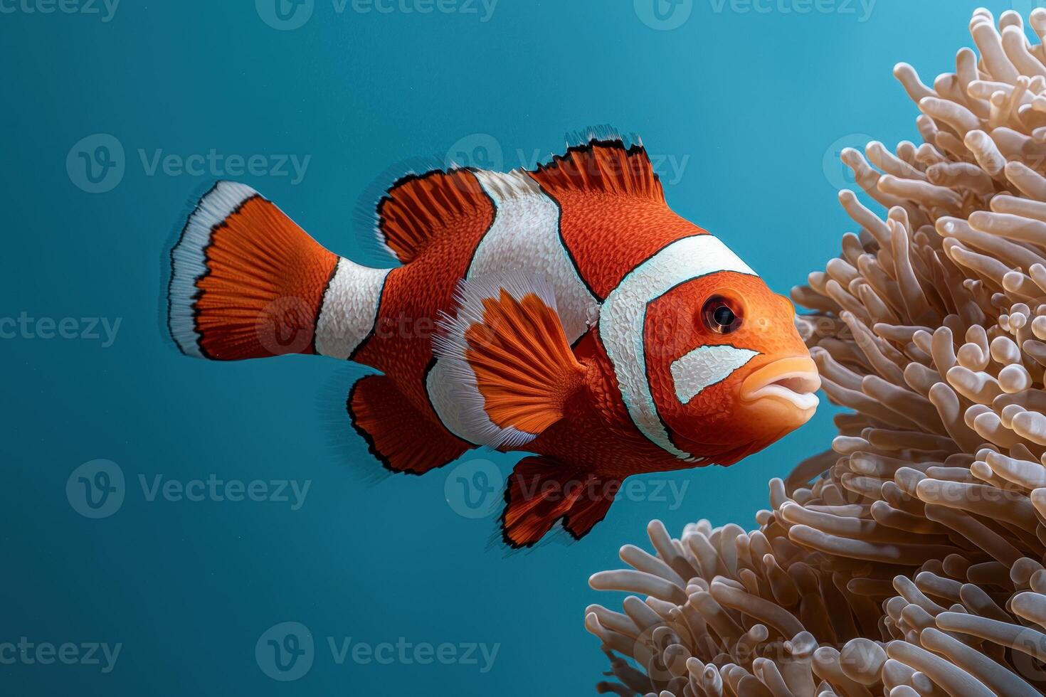 Vibrant orange clownfish swimming near anemone photo