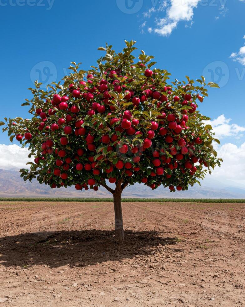 Fully laden apple tree in a large orchard on a sunny day photo