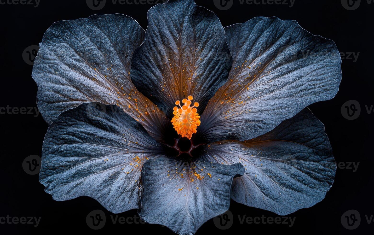 Close up of a dark blue hibiscus flower with orange center photo