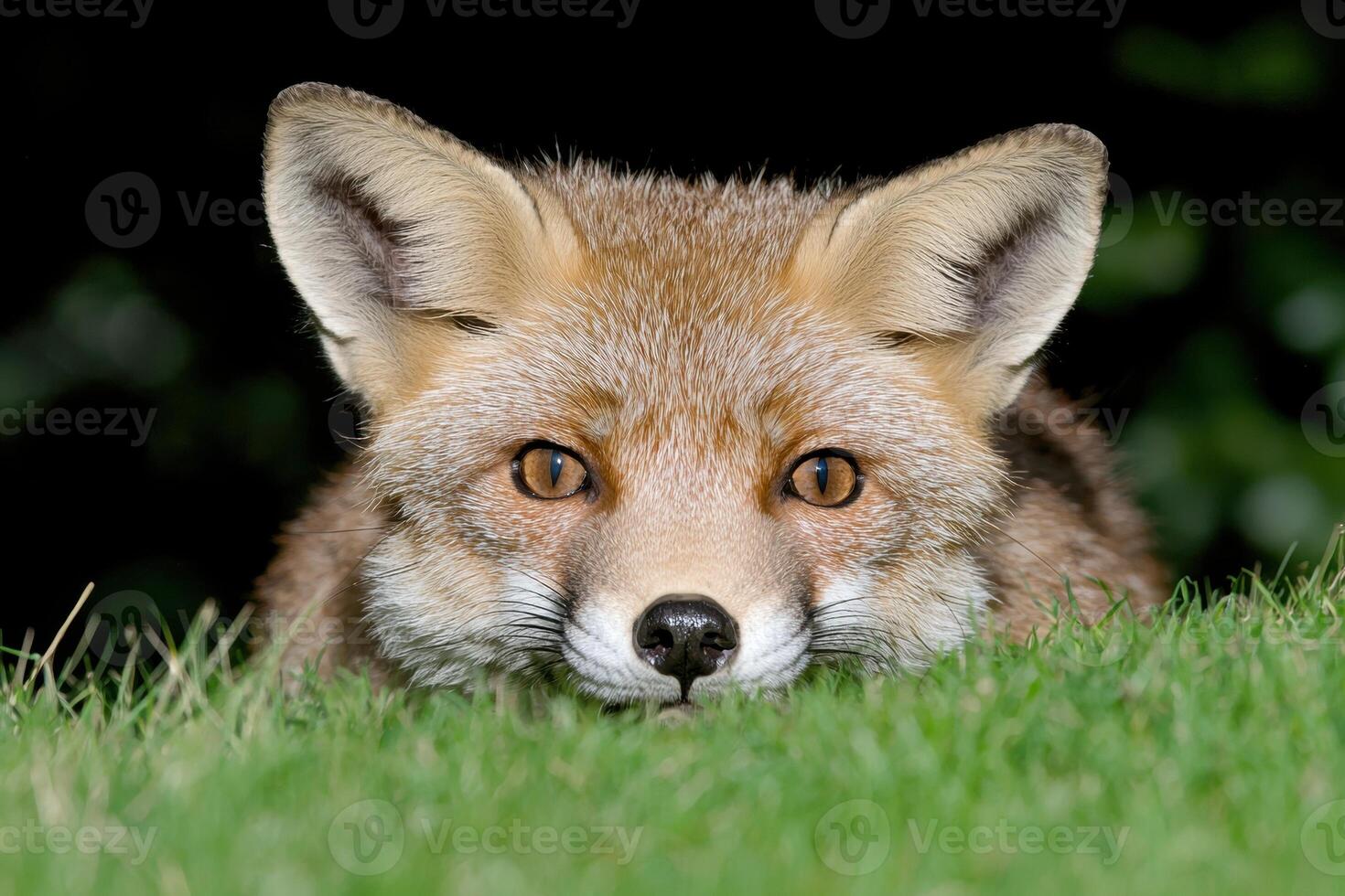 Close up of a red fox peering from the grass photo