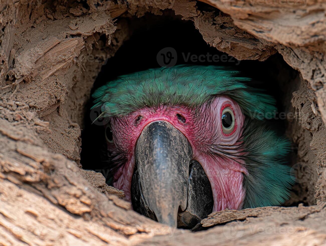 Close up of a vibrant green and pink macaw peering from a tree hole photo