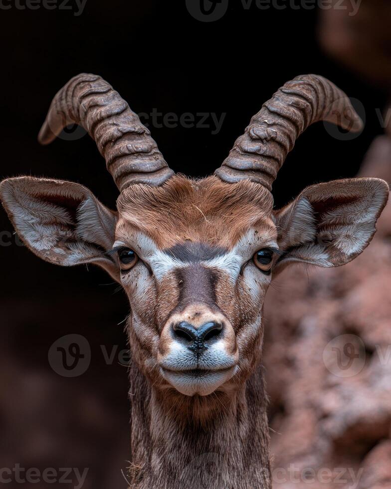 Close up portrait of a majestic antelope with large horns photo