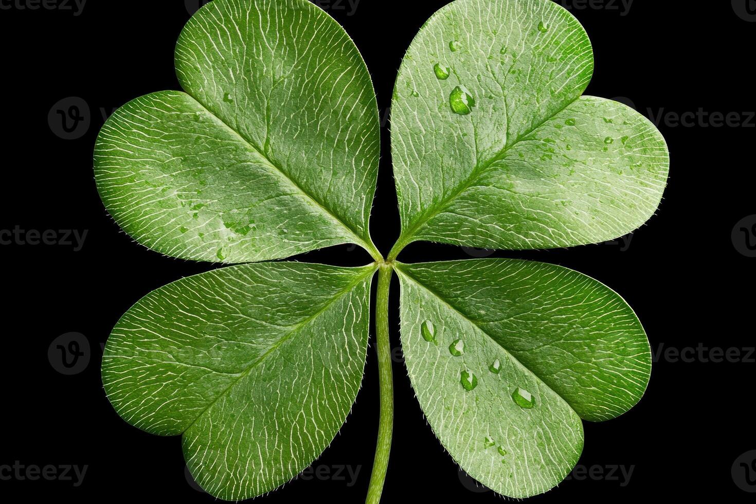 Close up of a four leaf clover with water droplets photo