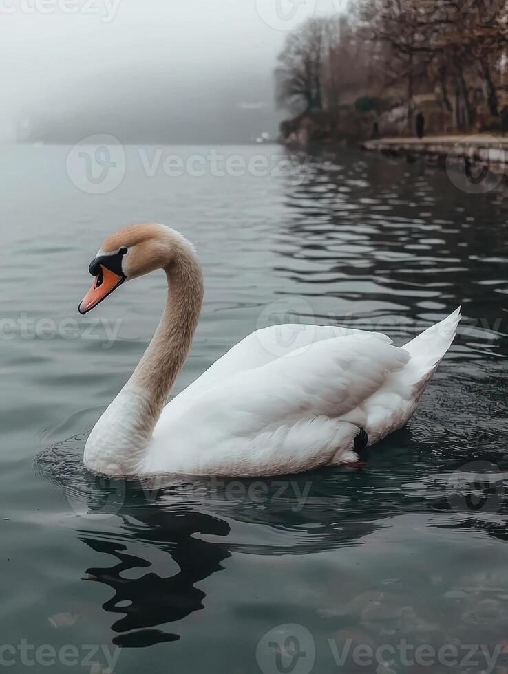 Graceful swan on a foggy lake photo