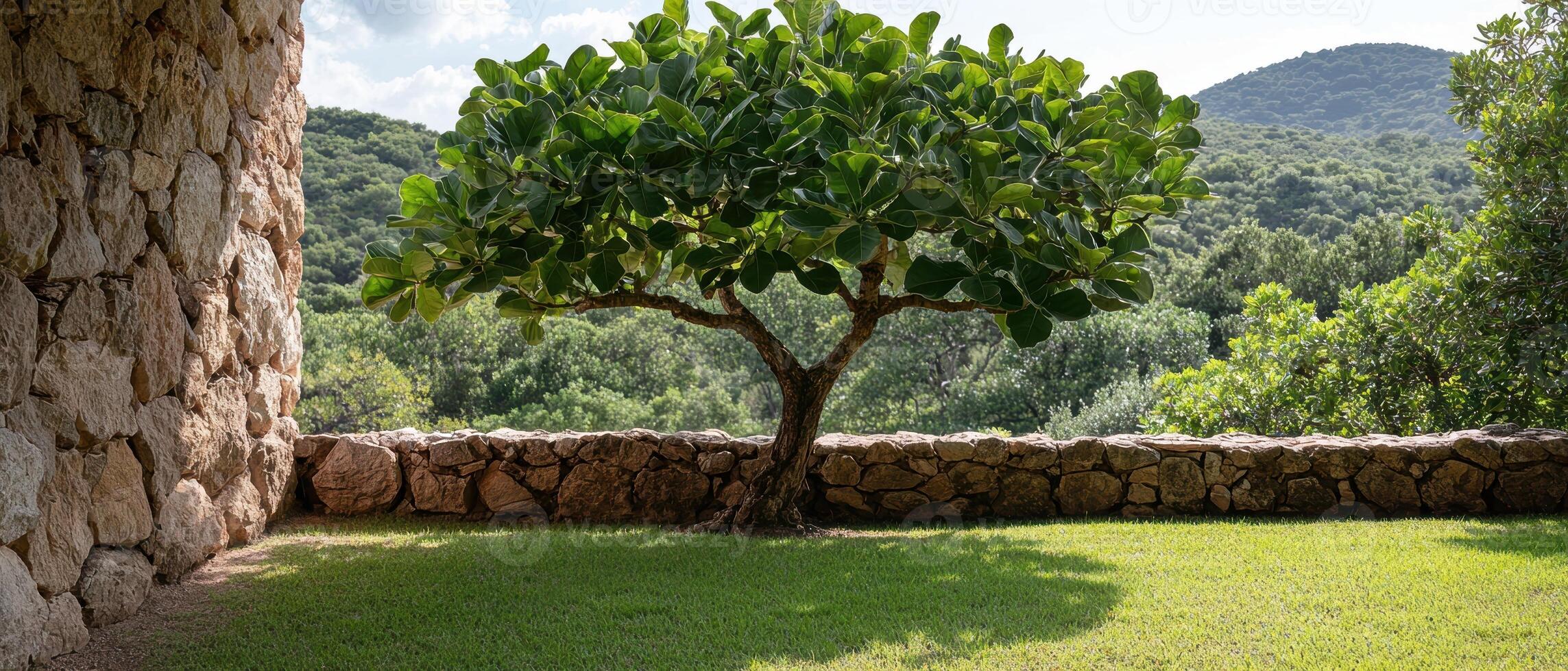 Single tree in front of stone wall, sunny day photo
