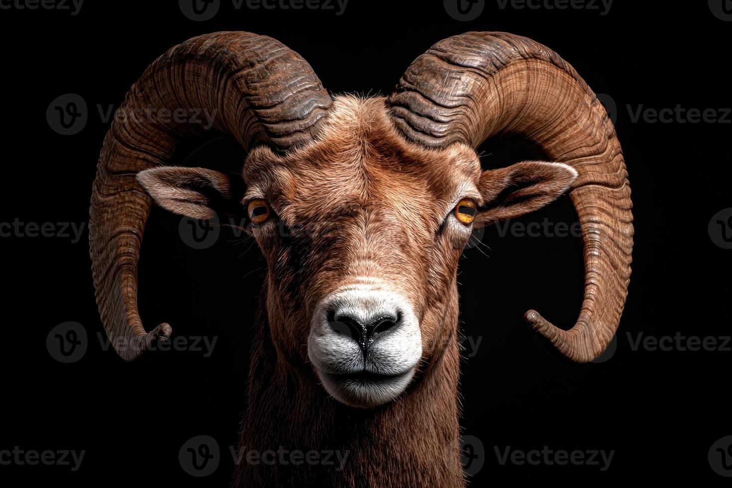 Close up portrait of a majestic ram with large horns against a black background photo