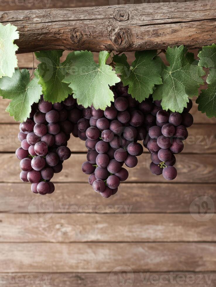 Three bunches of ripe red grapes hanging from a wooden trellis photo
