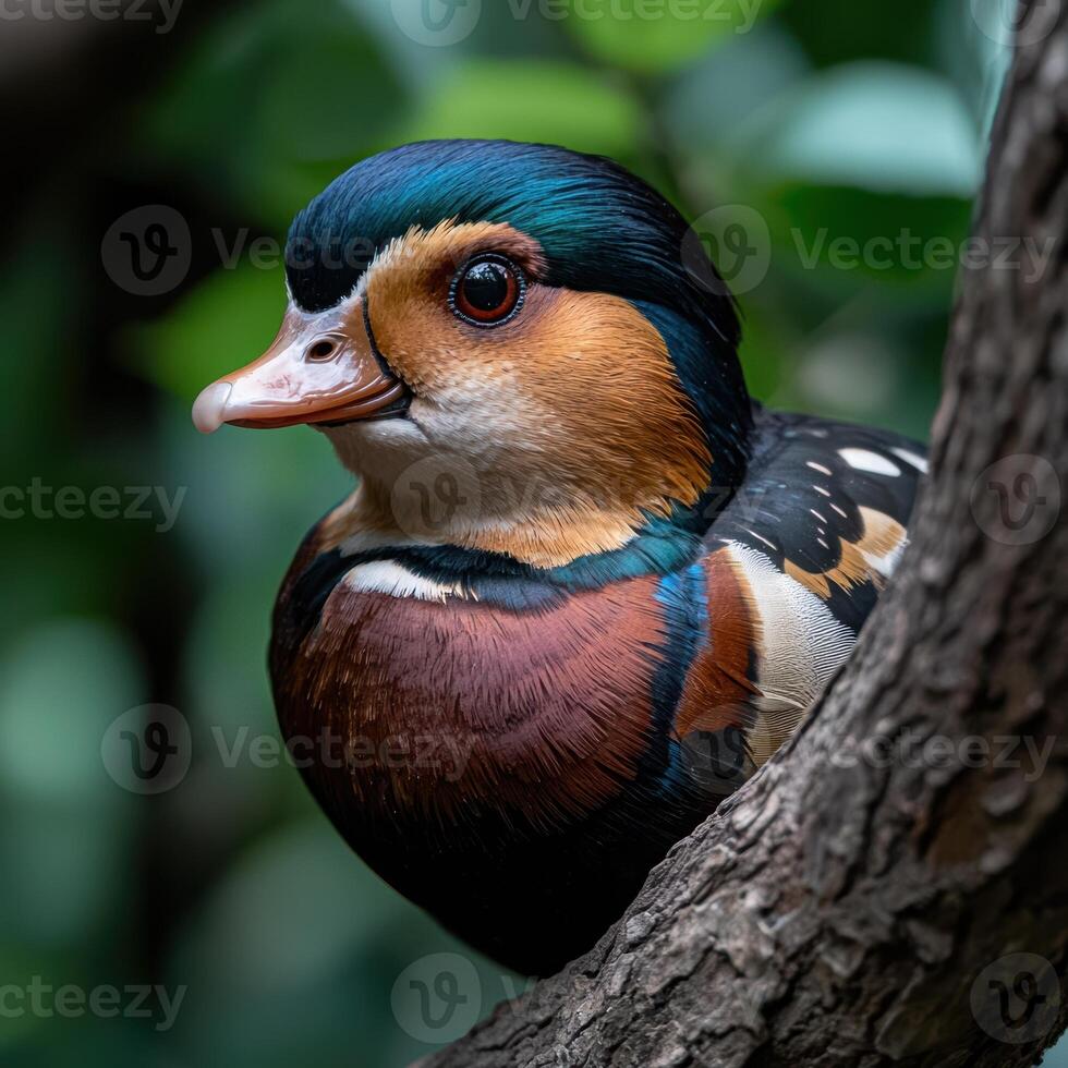 Close up of a mandarin duck perched on a tree branch photo