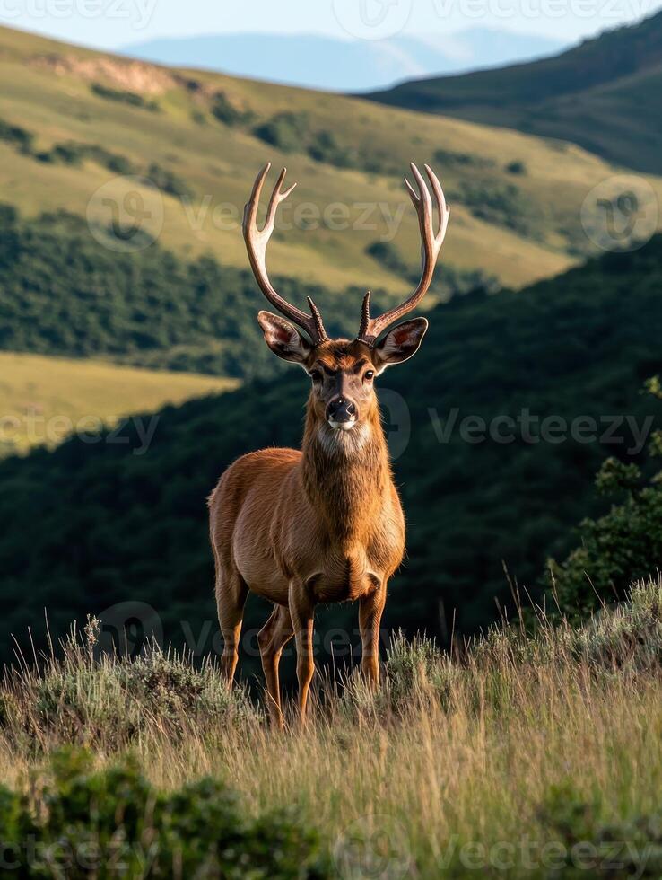 Majestic Mule Deer Buck in Mountain Meadow at Sunrise photo