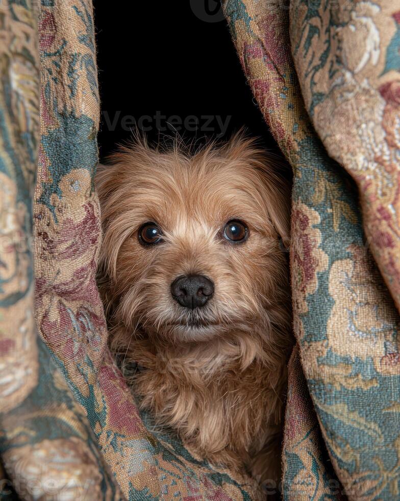 Cute dog peeking from behind a patterned curtain photo