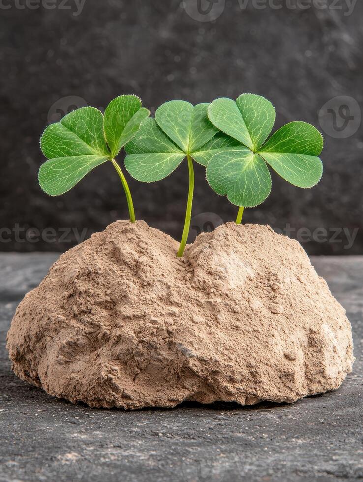 Three shamrock plants sprout from a rough, textured rock, symbolizing resilience and growth photo