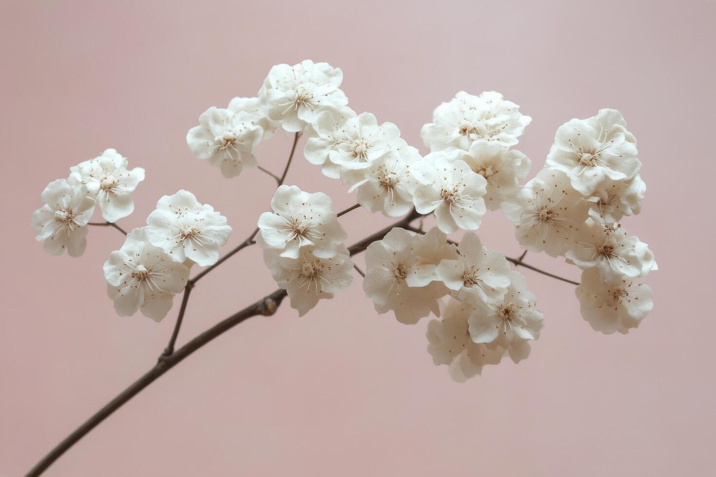 Beautiful white cherry blossom branch against a pink background showcasing natures delicate artistry photo