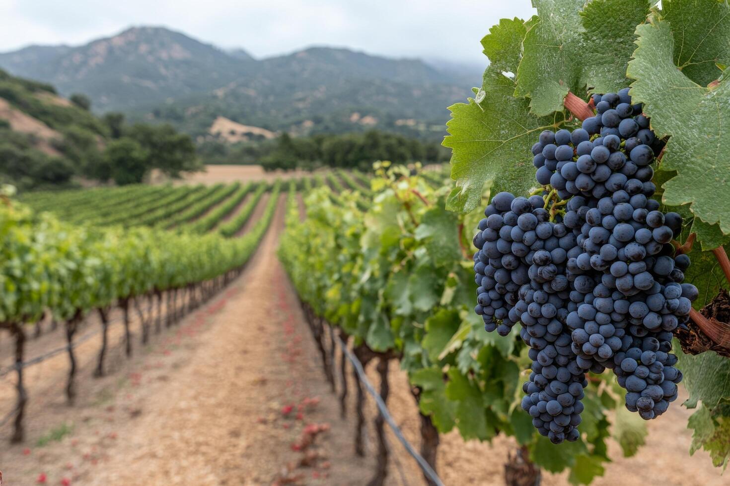 Vineyard with ripe grapes under sunny skies in a picturesque landscape photo