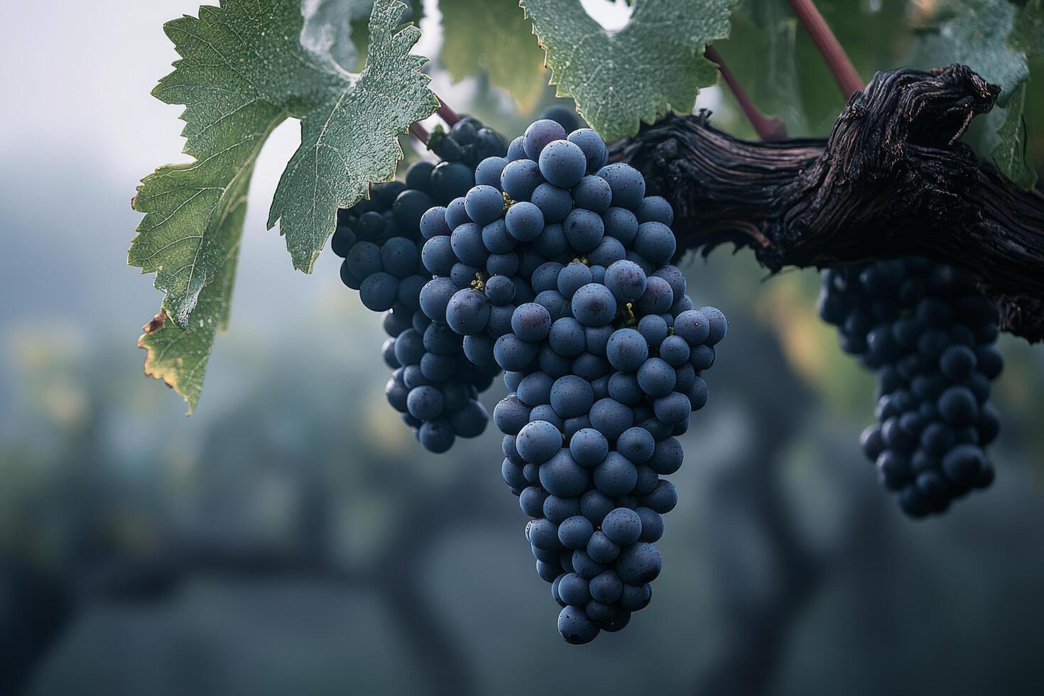Vineyard with ripe grapes under sunny skies in a picturesque landscape photo