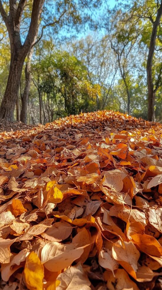 Autumn leaves scattered on dark ground in a peaceful forest setting photo