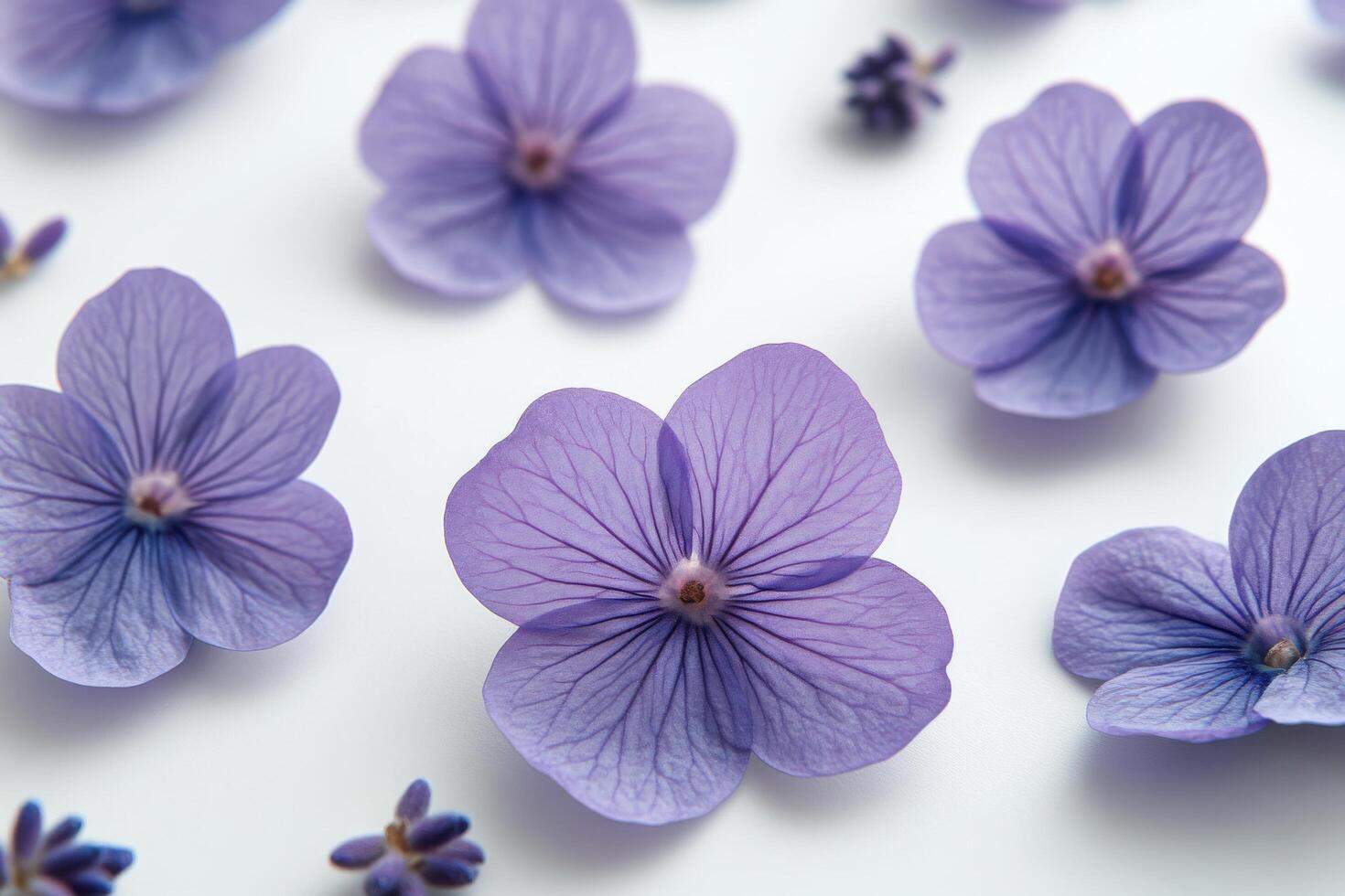 Beautiful lavender flowers arranged on a light background for decorative purposes photo