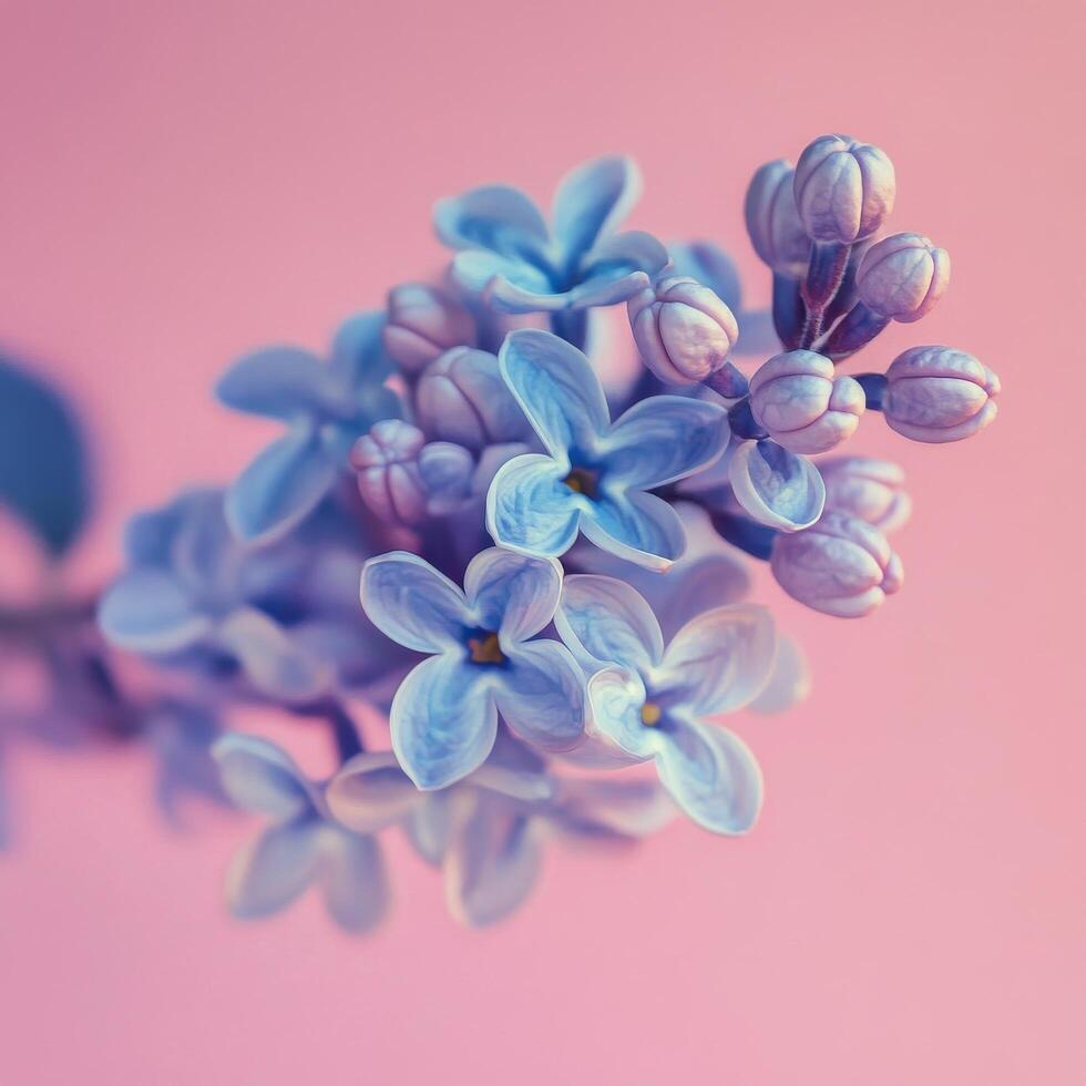 Beautiful lilac flowers arranged on a soft pink background for a creative floral display photo