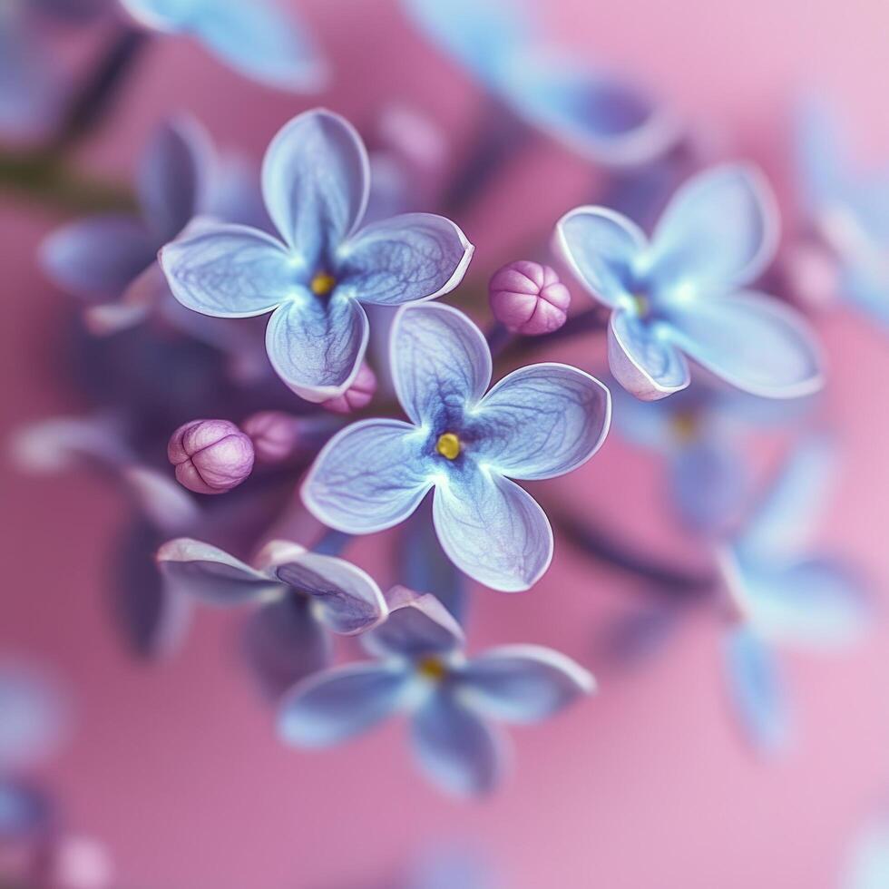 Beautiful lilac flowers arranged on a soft pink background for a creative floral display photo